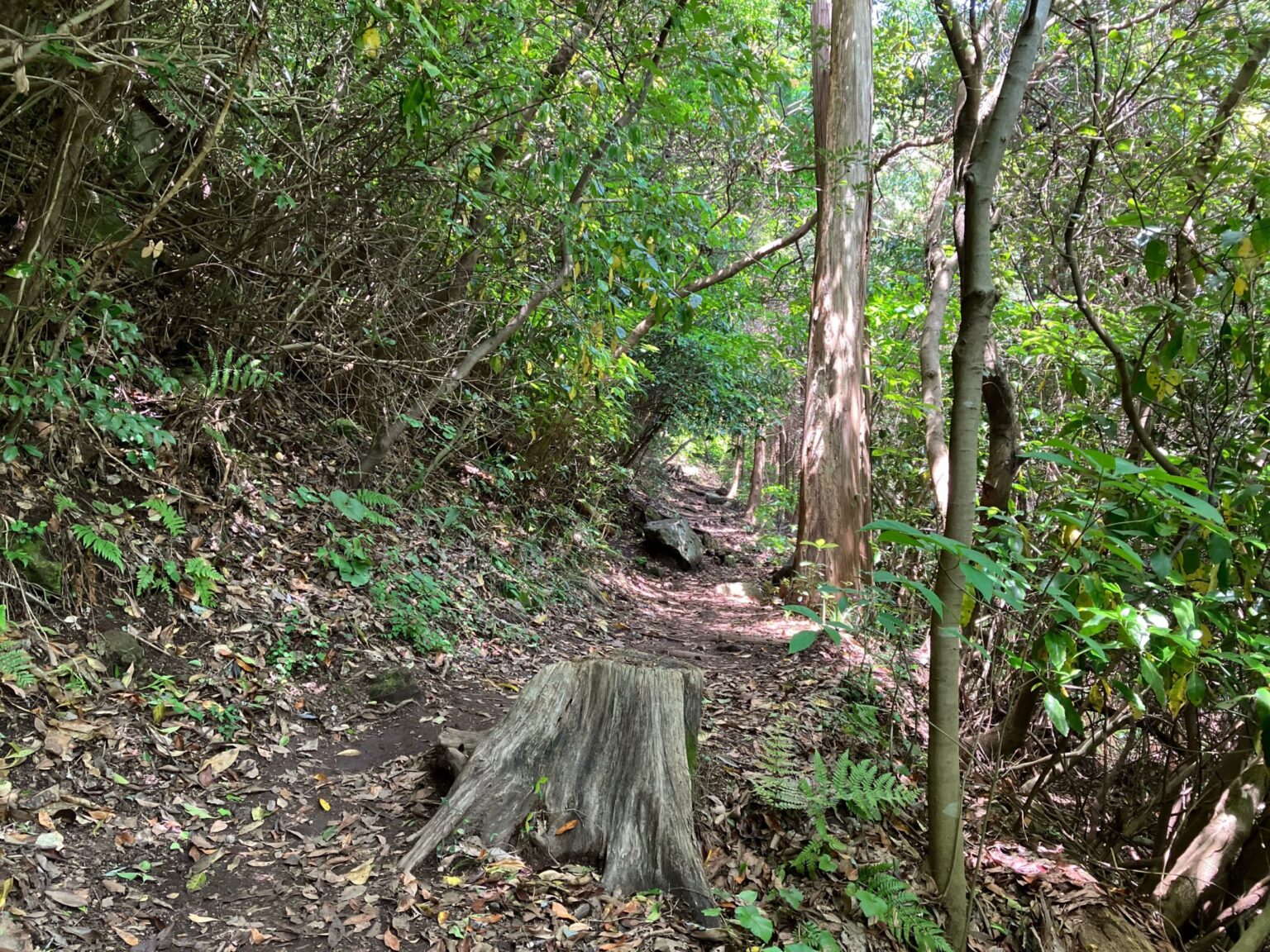 金峰山ハイキング|自然歩道コースの歩き方・駐車場・ヤマガラ体験まとめ【熊本市】 | 九州低山ハイキング