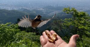 金峰山　熊本市西区　ヤマガラがピーナツを取りにくる様子