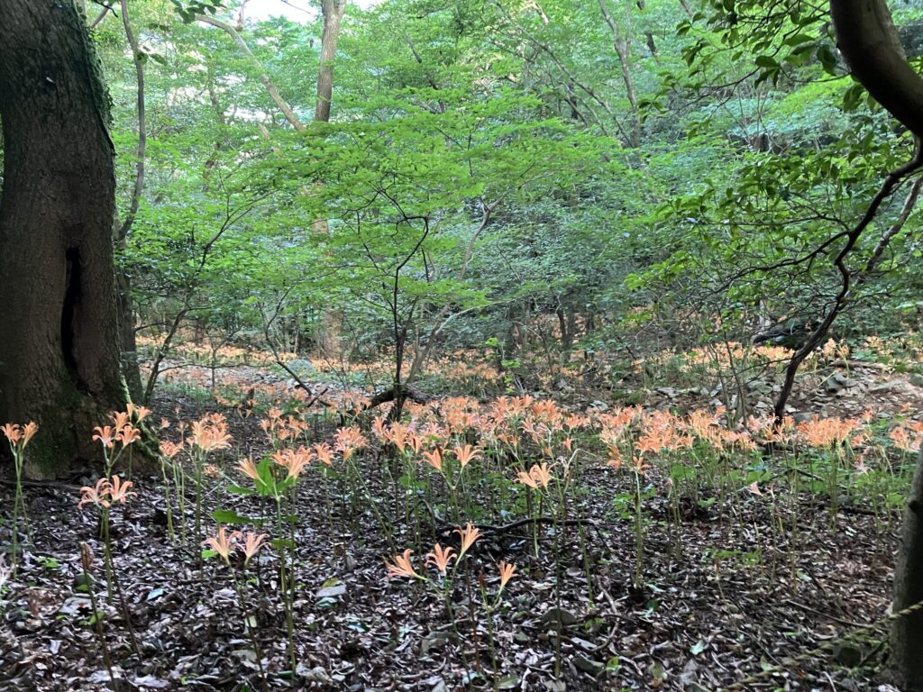 登山道の斜面いっぱいに広がるオオキツネノカミソリの群生