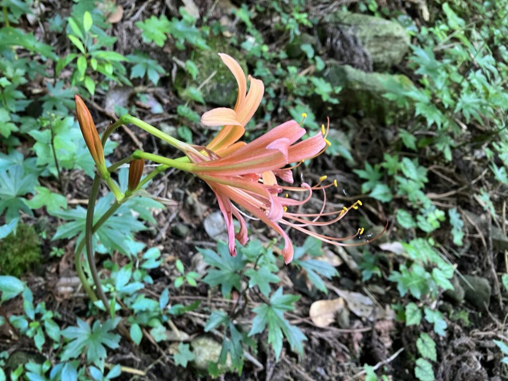 オオキツネノカミソリのオレンジ色の花のアップ。長い雄しべが伸びている