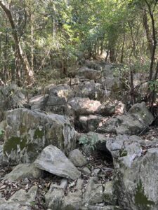 石灰岩 オオトンゴ