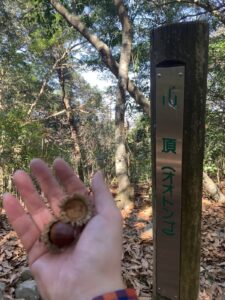 オオトンゴ 山頂