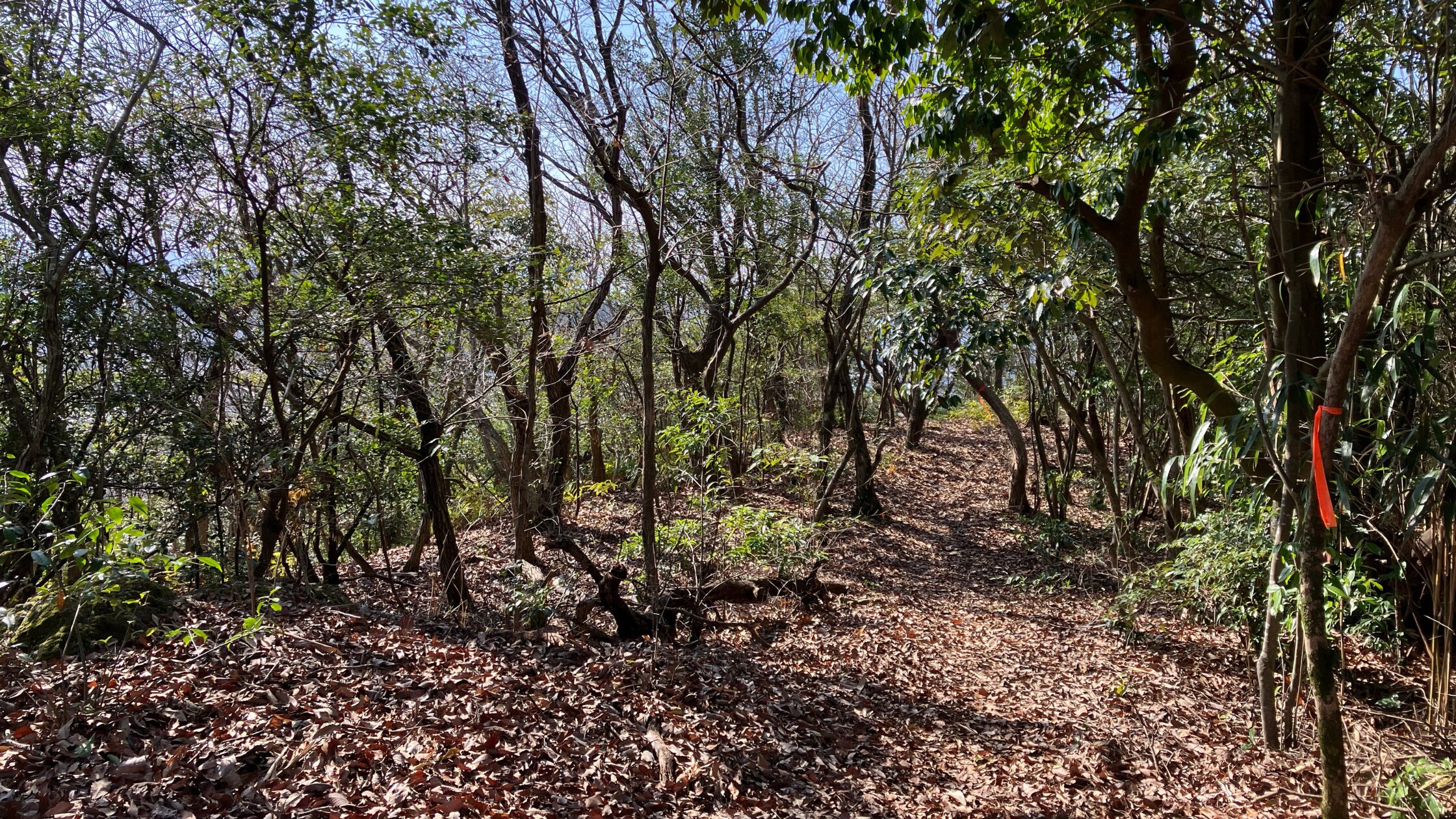 平尾山　熊本市北区