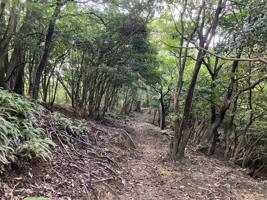 木の根がむき出しになった杉林の登山道とピンクのリボンの目印