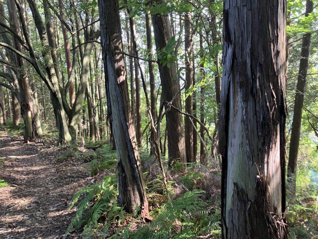 鹿に皮を食べられた跡が残る杉の木と、木漏れ日が差す登山道