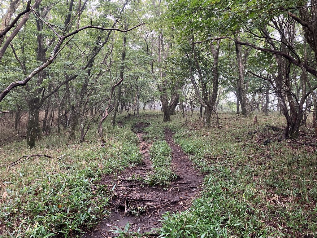 樹林帯の登山道