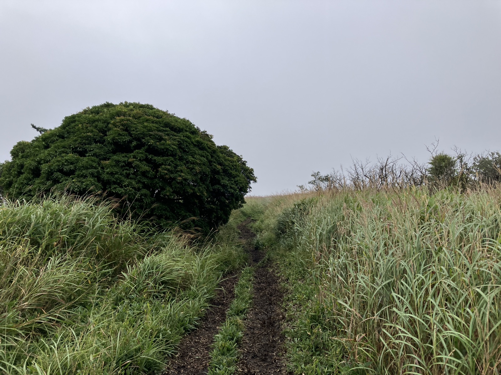 霧雨に濡れた笹の登山道