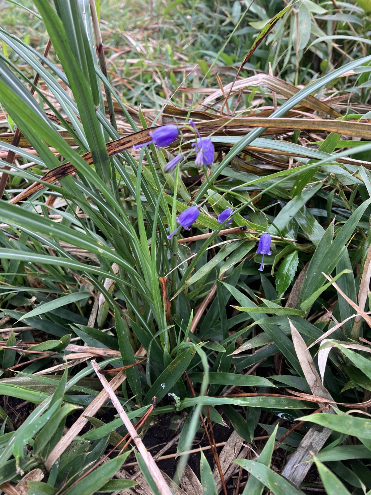 稜線に咲く紫色の花