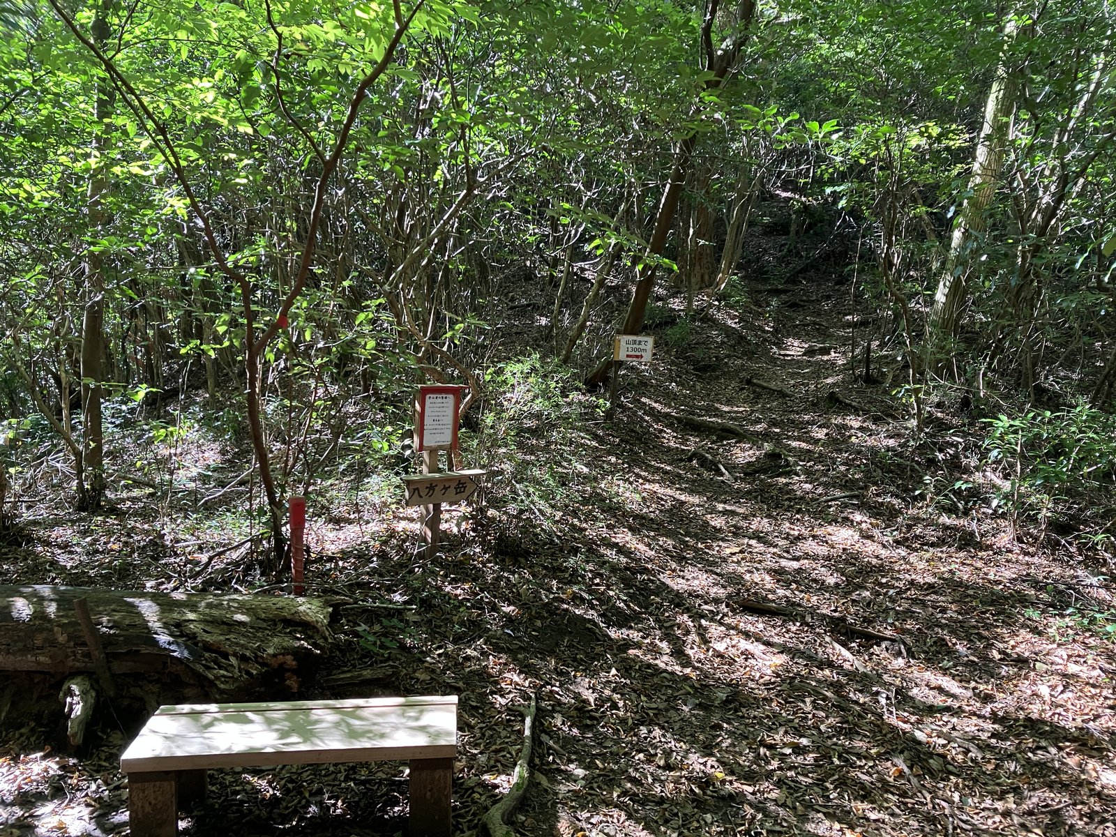 ベンチと道標がある、ゆるやかな森の道